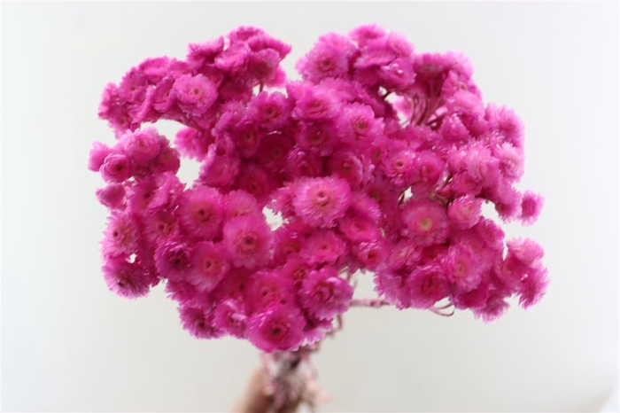 <h4>Dried Immortelle Fuchsia 10pcs Bunch Slv</h4>