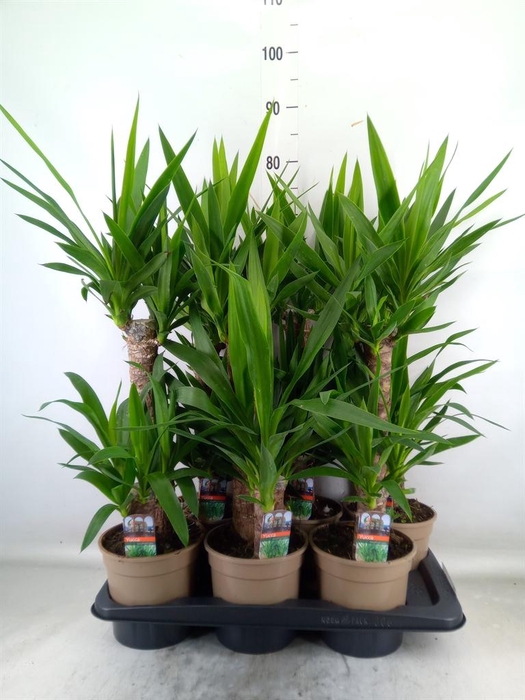 <h4>Yucca   ...</h4>