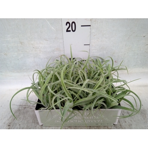 Tillandsia