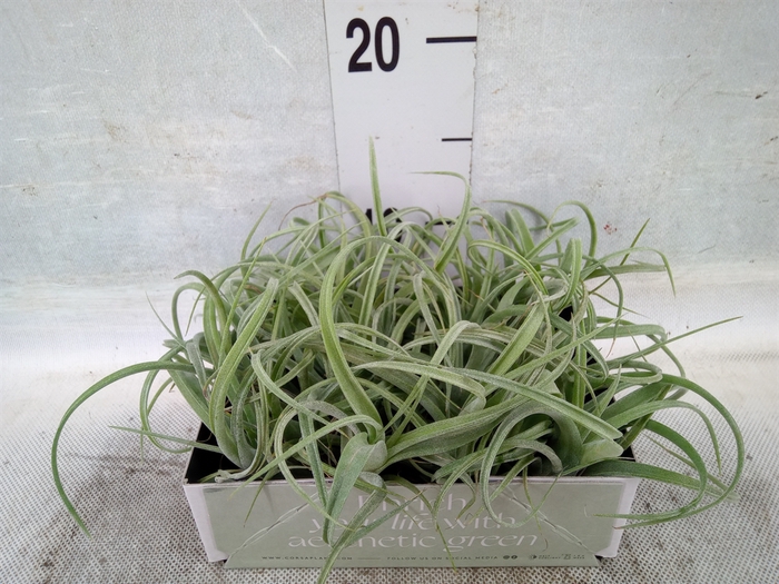 Tillandsia