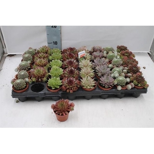 Sempervivum Mix