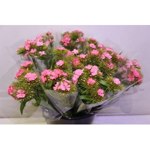 Di Barb B Zalmrose X5