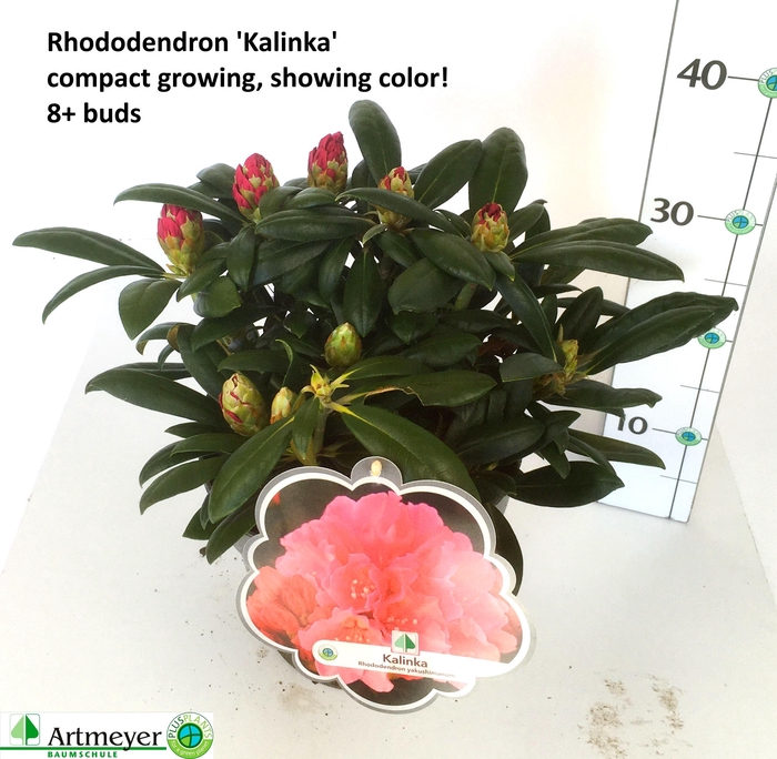 <h4>RHOD YA KALINKA</h4>