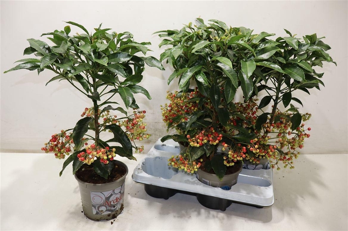 <h4>arr8 Ardis Crenata</h4>