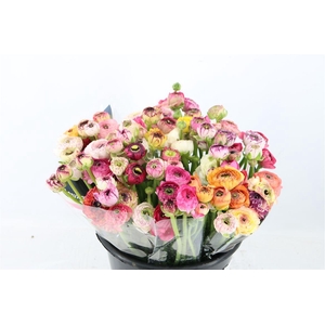 Ran Elegance Cappucino Mix