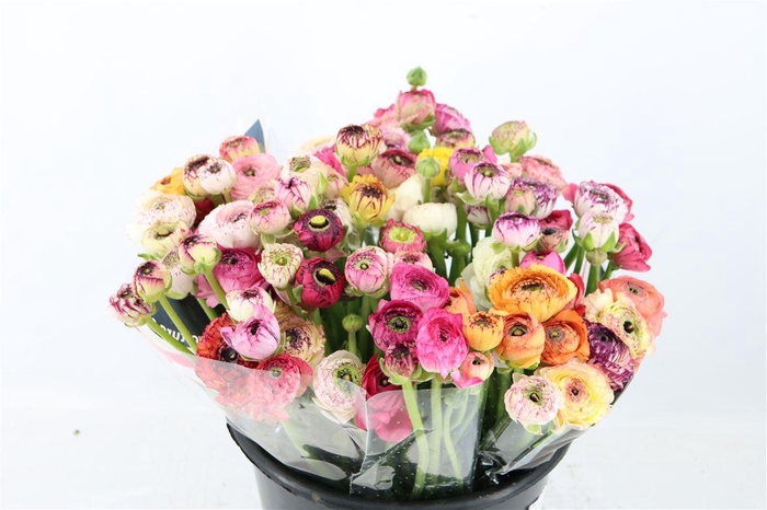 <h4>Ran Elegance Cappucino Mix</h4>