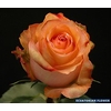 R Gr Twilight@ Bicolor 50cm EC
