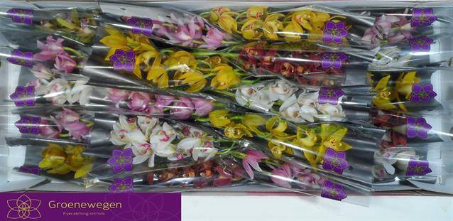 <h4>CYMB MI GEM 40 CM</h4>