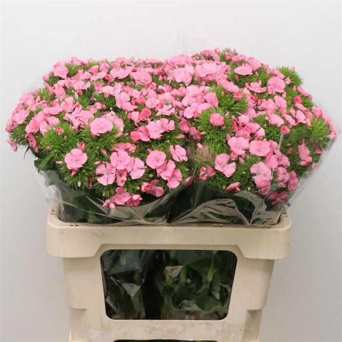 <h4>Di Barb Pink</h4>