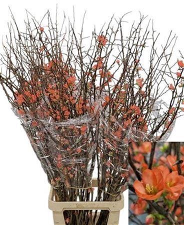 <h4>Chaenomeles Superba</h4>