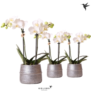 Kolibri Orchids Phalaenopsis white 2 spike in Groove pot silver