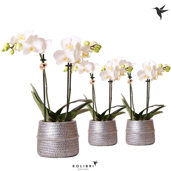 <h4>Kolibri Orchids Phalaenopsis white 2 spike in Groove pot silver</h4>