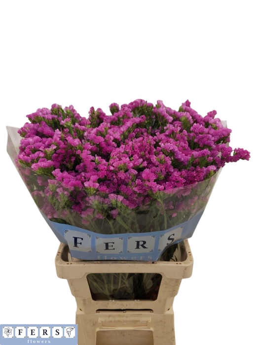 <h4>LIM S RASPB WINGS</h4>