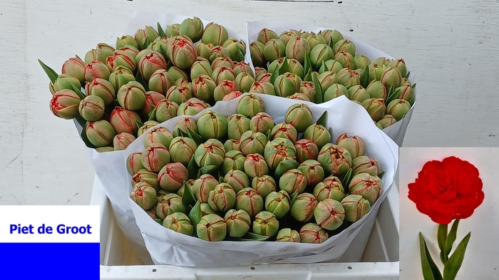 <h4>TU DU MIRANDA</h4>