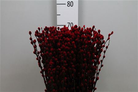 <h4>Salix Klb Red</h4>