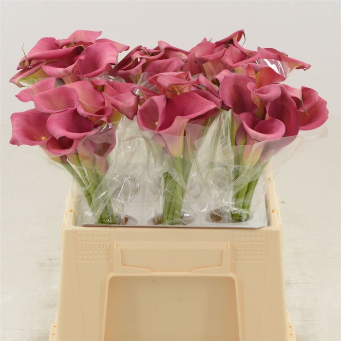 <h4>Calla Hollywood</h4>