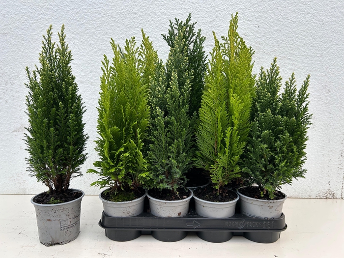 <h4>CONIFEREN GEM</h4>