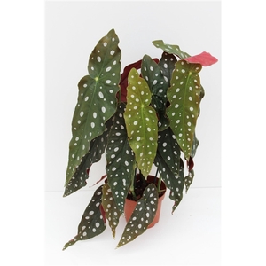 Begonia Maculata