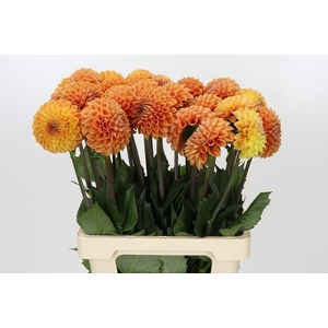 Dahlia Cornel Bronze