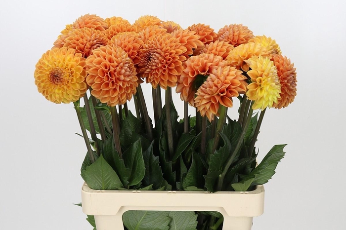 <h4>Dahlia Cornel Bronze</h4>