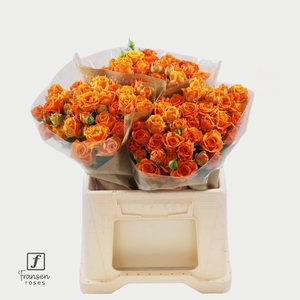 R TR Orange Queen 40cm