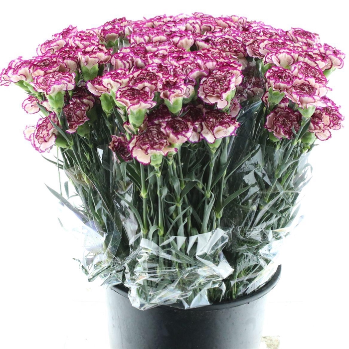 <h4>Di St Zaklina X 160</h4>