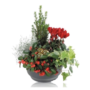 Arrangement in Schaal 23 cm Kerst