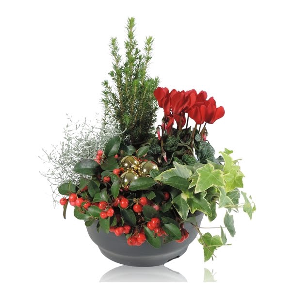 <h4>Arrangement in Schaal 23 cm Kerst</h4>