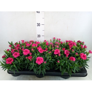 Dianthus  'Super Trouper Oscar'