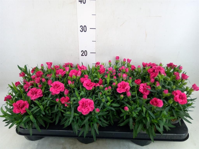 <h4>Dianthus  'Super Trouper Oscar'</h4>