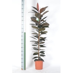 Ficus elastica 'Abidjan'