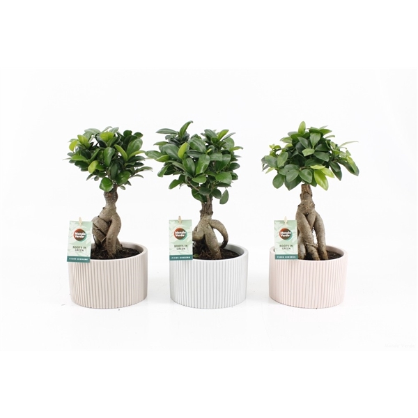 <h4>Ficus micr. Ginseng in Pastel Chance</h4>