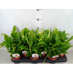 Spathiphyllum  'Chopin'