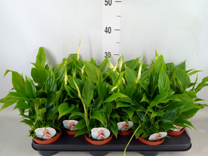 <h4>Spathiphyllum  'Chopin'</h4>