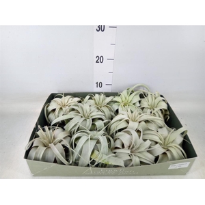 Tillandsia xerographica