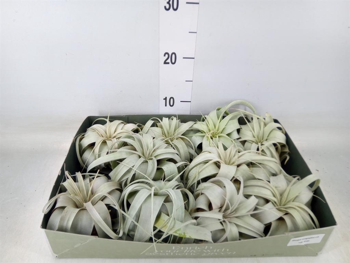 <h4>Tillandsia xerographica</h4>