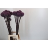 Allium Summer Drummer