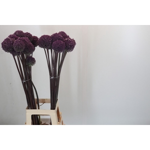 Allium Summer Drummer