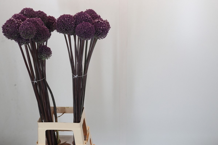 Allium Summer Drummer