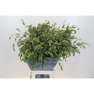 Chasmanthium Green