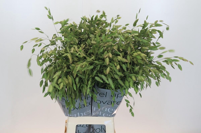 <h4>Chasmanthium Green</h4>