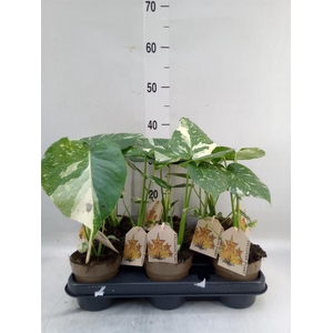 Monstera delic. 'Thai Constellatio'