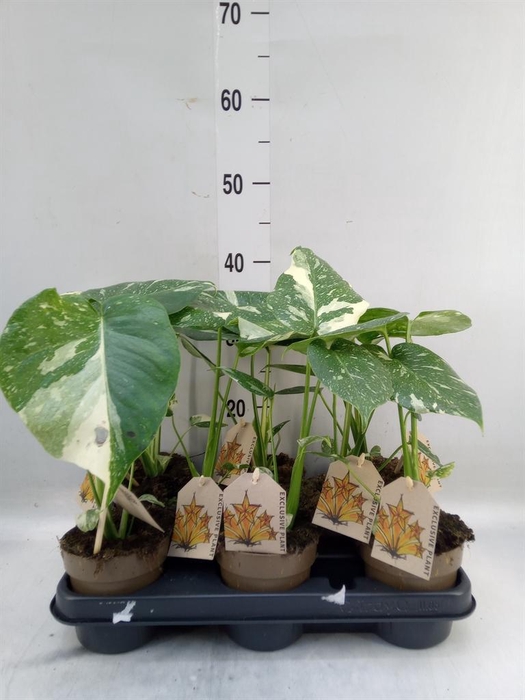<h4>Monstera delic. 'Thai Constellatio'</h4>