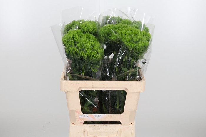 <h4>Di Barb Kiwi Mellow</h4>