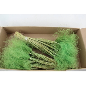 DF Stypha 60cm Bs Light Green