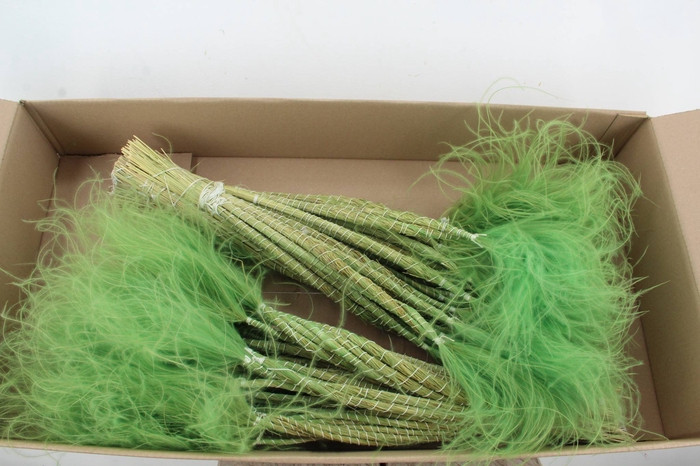<h4>DF Stypha 60cm Bs Light Green</h4>