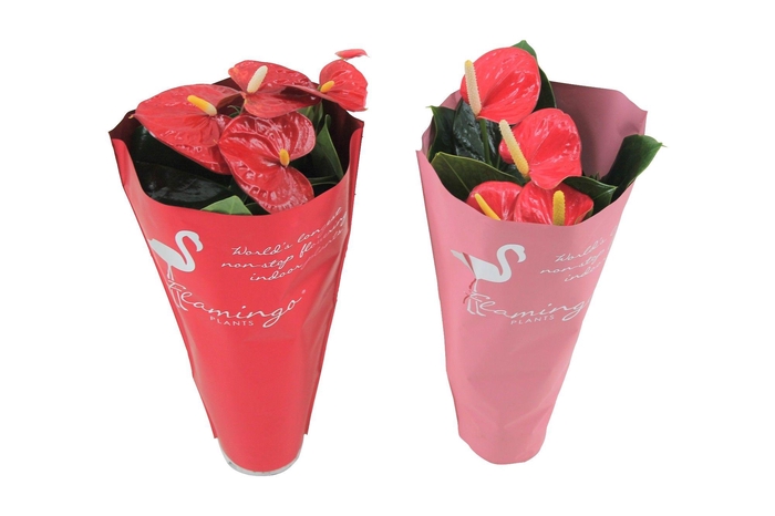 <h4>Anthurium Flamingomix 9cm rood/roze in sierhoes</h4>