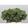 Pittosporum Ilan