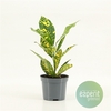 Codiaeum variegatum Gold Sun