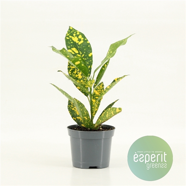 <h4>Codiaeum variegatum Gold Sun</h4>